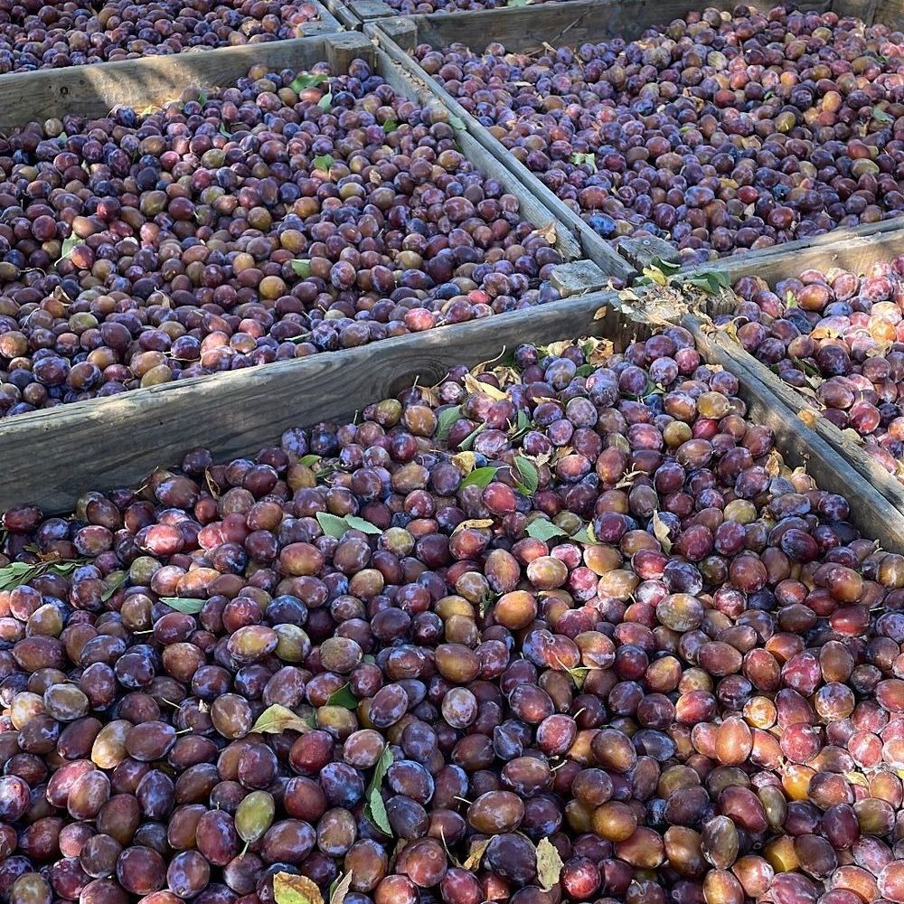 � vendre  Maison Mirabel (82440)