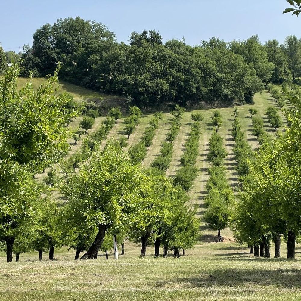 � vendre  Maison Mirabel (82440)