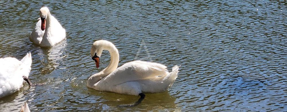 � vendre  Villa Yffiniac (22120)