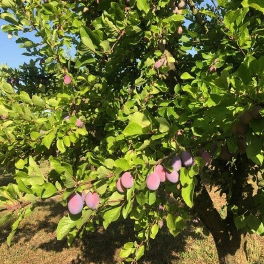 � vendre  Maison Mirabel (82440)