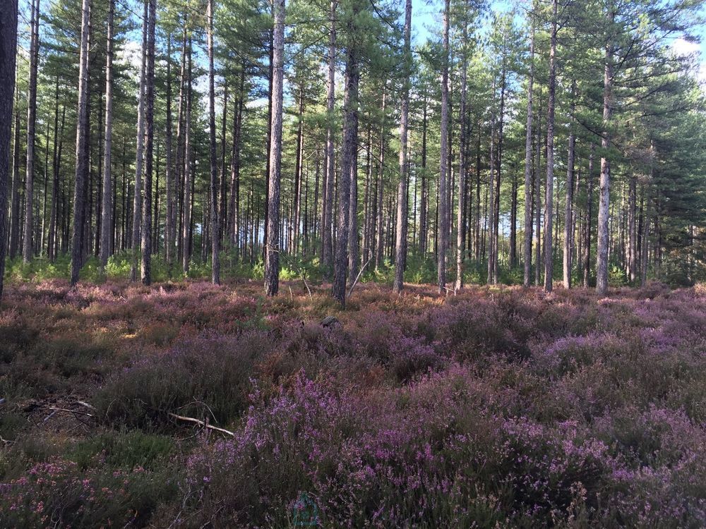 � vendre  Propri�t�/ch�teau Salbris (41300)