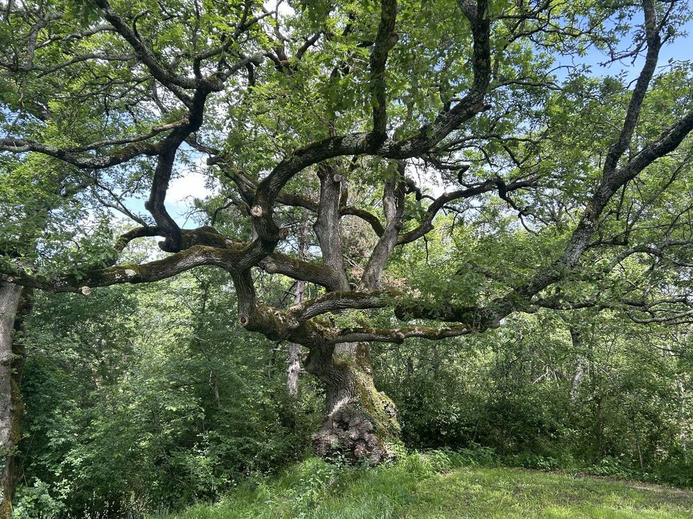 � vendre  Villa Escueillens-et-Saint-Just-de-B�lengard (11240)