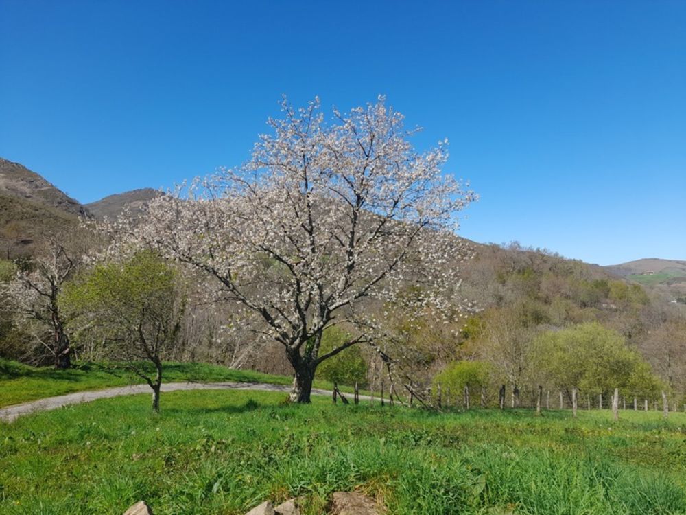 � vendre  Propri�t�/ch�teau Sare (64310)