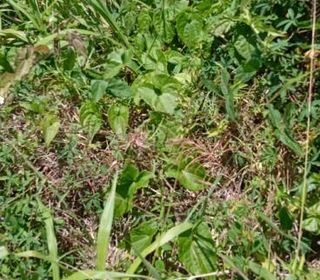  Terrain � vendre 556 m�