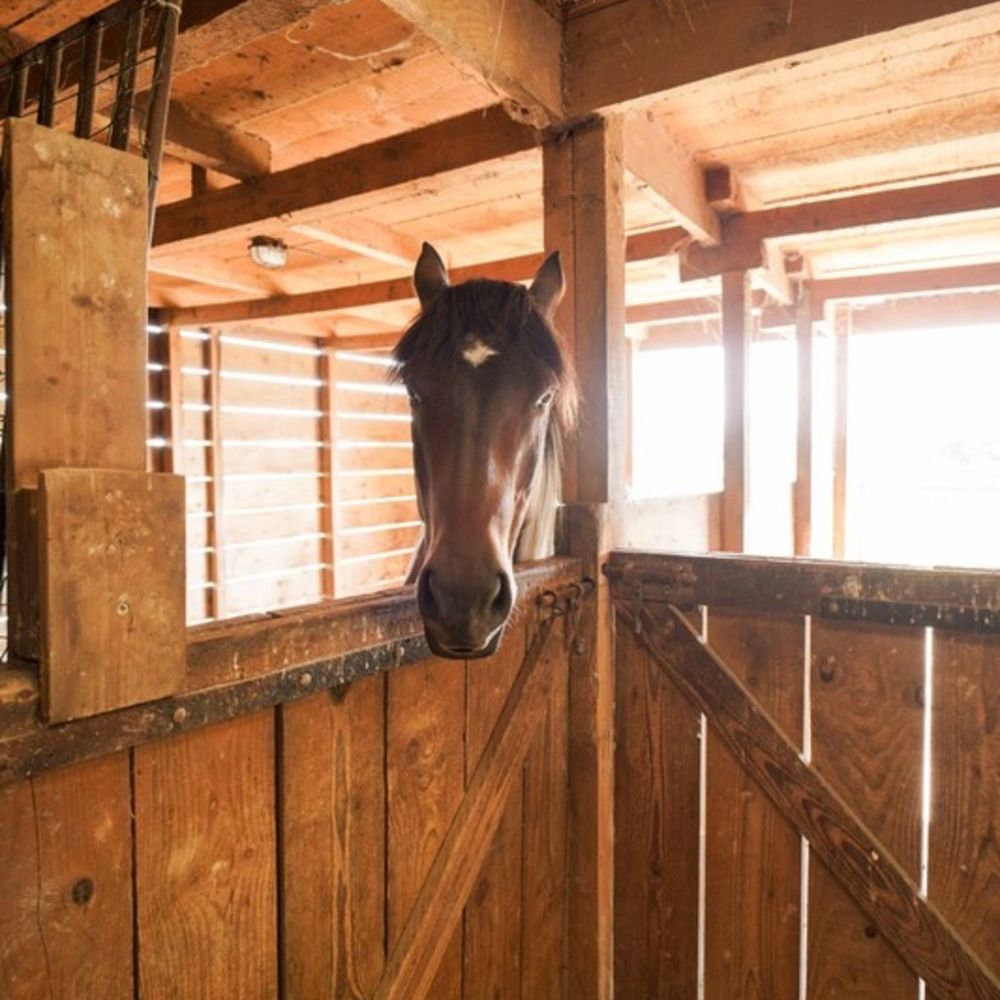 � vendre  Propri�t�/ch�teau Ch�tillon-sur-Chalaronne (01400)