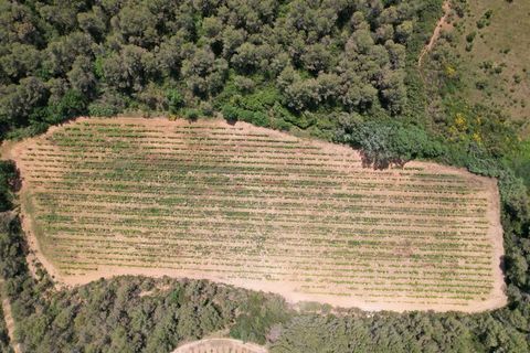 ? &Agrave; vendre � Vignoble de 1,5 ha avec fort potentiel � Creissan (34370) 30000 34370 Creissan