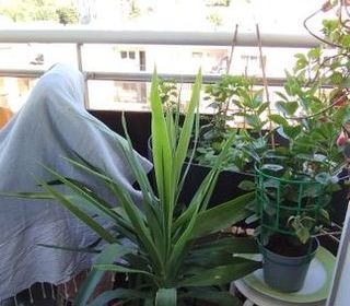  Appartement � louer 3 pi�ces 62 m�