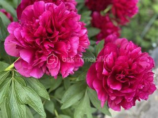  Terrain � vendre 975 m�