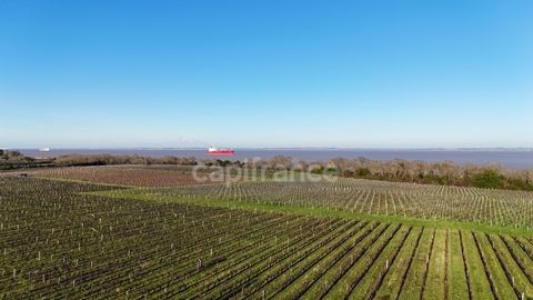   Exclusivit� � VENDRE Vignoble Cru Bourgeois M�doc Vue exceptionnelle Propri�t�/ch�teau - 12 pi�ce(s) - 1357 m�