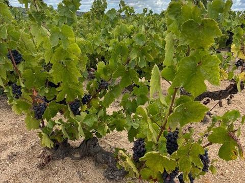 Terrain &agrave; vendre de 27 200,00 m&sup2; JULIENAS (69) 108800 69840 Julienas