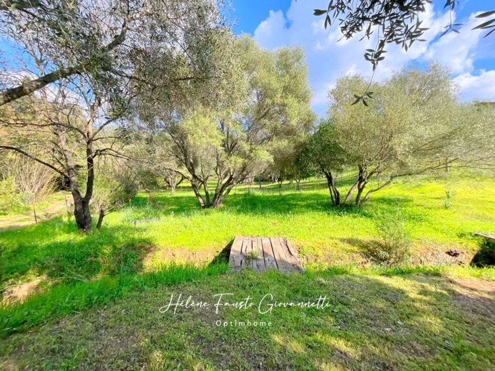 � vendre  Maison Oletta (20232)