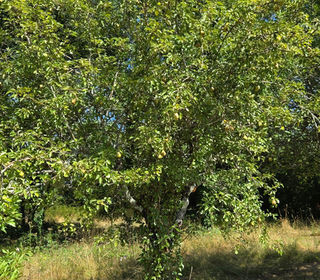  Terrain � vendre 1068 m�