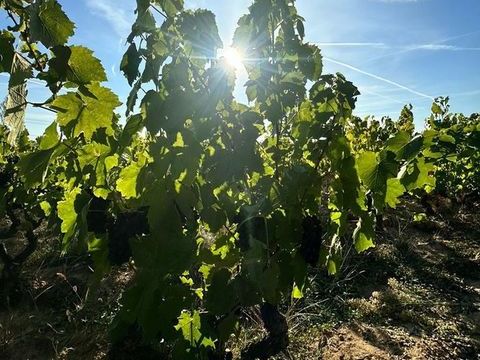 A vendre vignes AOC Moulin &agrave; Vent 19000 71570 Romaneche thorins