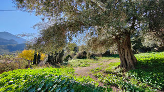  Terrain � vendre 567 m�