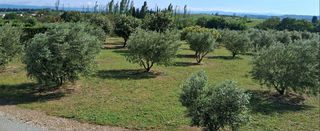  Terrain � vendre 1 pi�ce 11465 m�