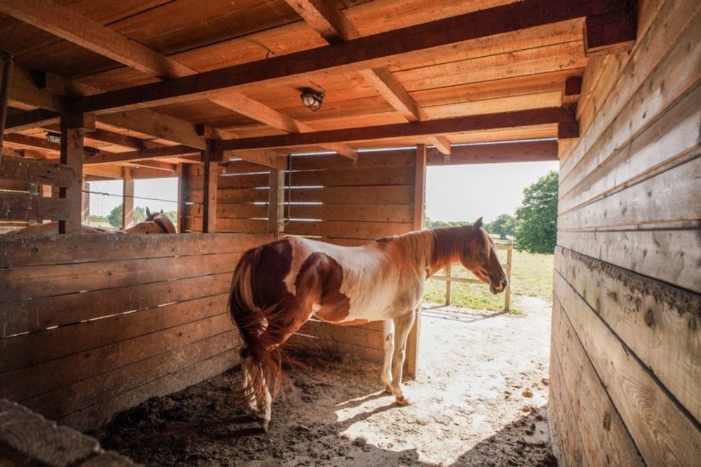 � vendre  Propri�t�/ch�teau Ch�tillon-sur-Chalaronne (01400)