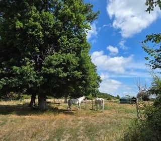  Propri�t�/ch�teau � vendre 7 pi�ces 130 m�