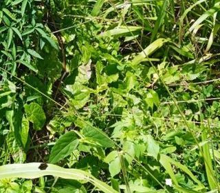  Terrain � vendre 556 m�