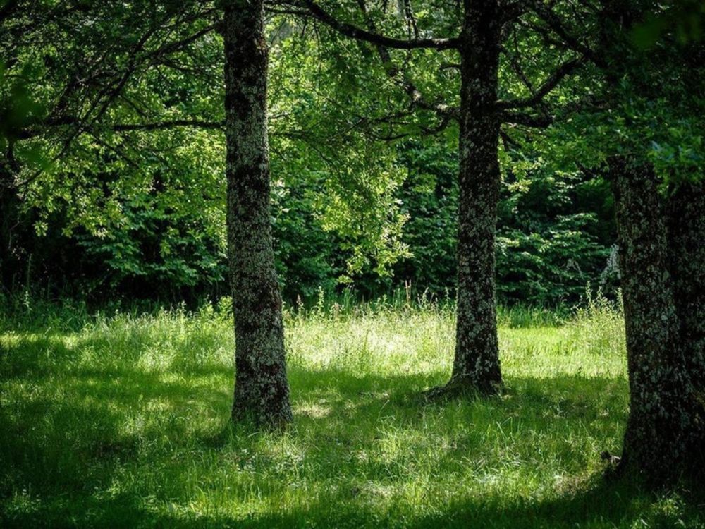 � vendre  Propri�t�/ch�teau Saint-Vaury (23320)