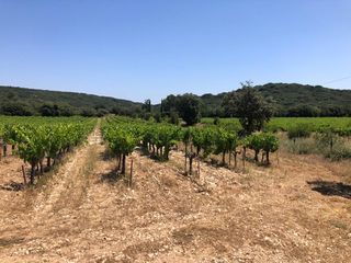  Terrain � vendre 43000 m�