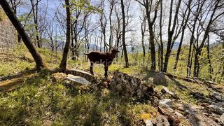  Maison � vendre 12 pi�ces 473 m�