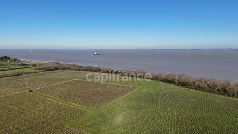 Soci&eacute;t&eacute; d'exploitation viticole � M&eacute;doc Cru Bourgeois AOC � Vin m&eacute;daill&eacute; 932400 33340 Saint yzans de medoc