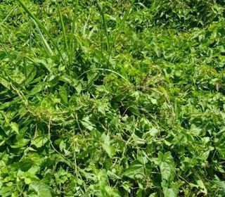  Terrain � vendre 556 m�