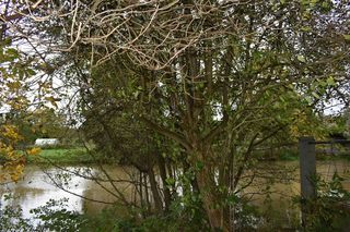  Maison � vendre 15 + pi�ces 242 m�