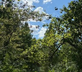  Terrain � vendre 44600 m�