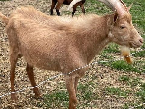 SUD GIRONDE - EXPLOITATION CAPRINE, ELEVAGE CHEVRE ET PRODUCTION DE PRODUITS 161000 33210 Langon