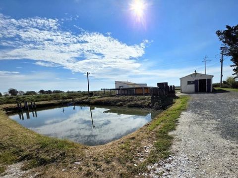 DOLUS D'OLÉRON (17), A Vendre société avec fonds ostréicole d'affinage purification, négoce d'huître, expédition & détail 385000 17550 Dolus d oleron