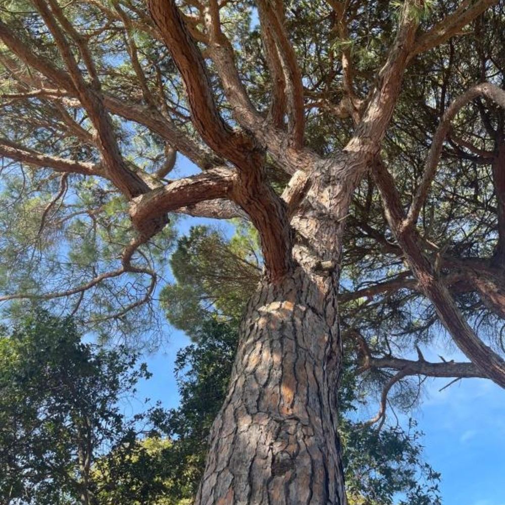 � vendre  Propri�t�/ch�teau Montolieu (11170)