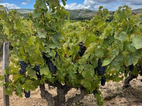 Terrain &agrave; vendre de 4 500,00 m&sup2;  Saint-Amour Bellevue (71) 23000 71570 Saint amour bellevue