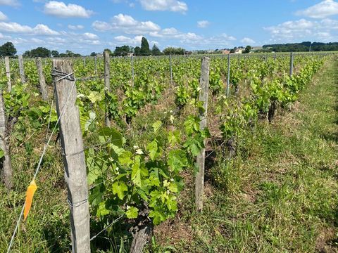 Parcelle viticole &agrave; Saint Laurent Des Combes 4.080 m&sup2; 105000 33330 Saint emilion