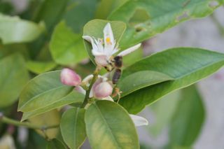  Terrain � vendre 460 m�