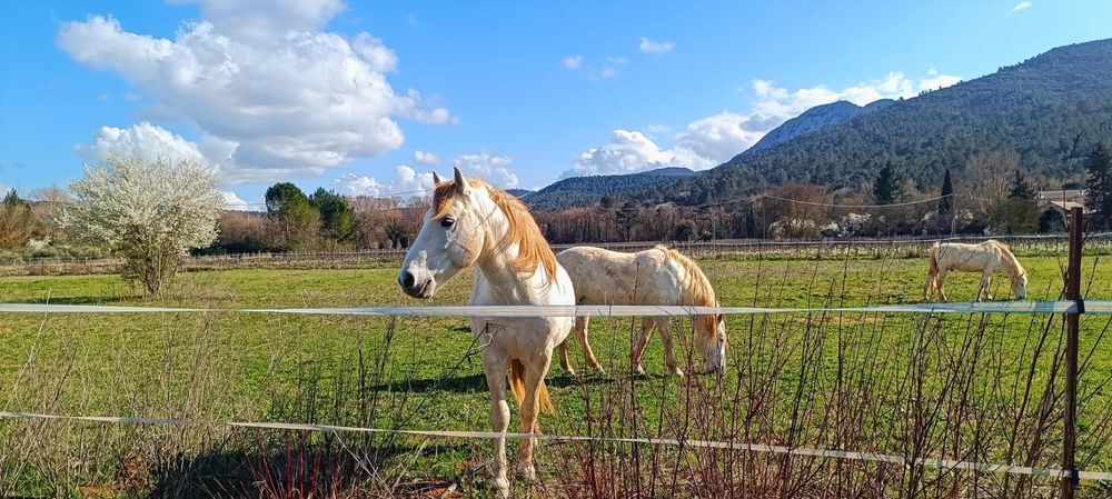 � vendre  Maison Brignoles (83170)