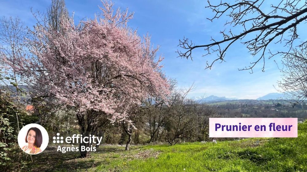 � vendre  Maison Fillinges (74250)