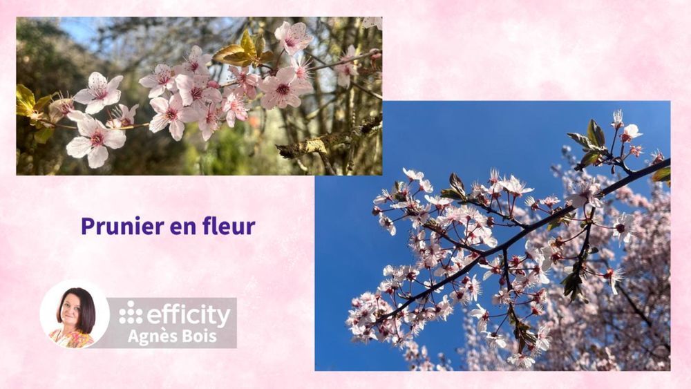 � vendre  Maison Fillinges (74250)