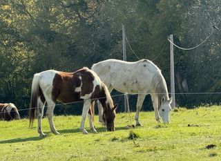  Maison � vendre 12 pi�ces 250 m�