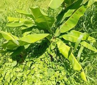  Terrain � vendre 556 m�