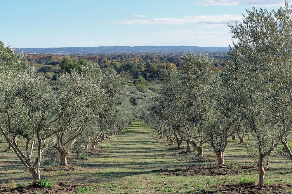 � vendre  Propri�t�/ch�teau Arles (13200)