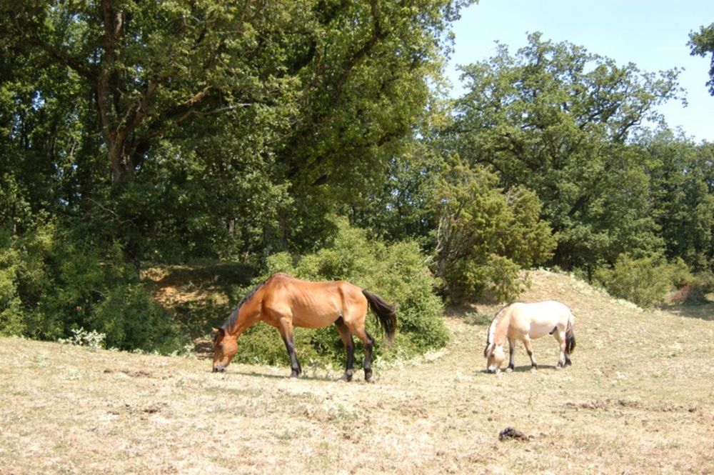 � vendre  Propri�t�/ch�teau Mondion (86230)