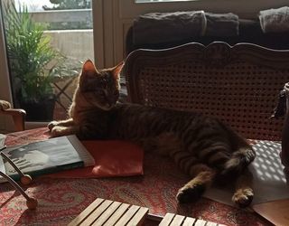  Appartement � louer 1 pi�ce 14 m�