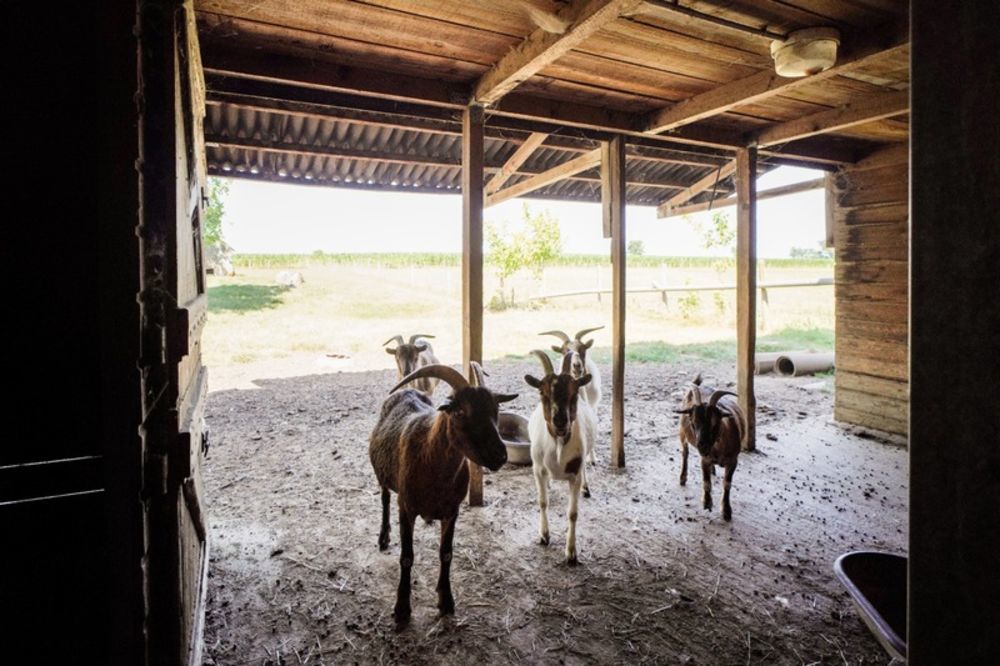 � vendre  Propri�t�/ch�teau Ch�tillon-sur-Chalaronne (01400)