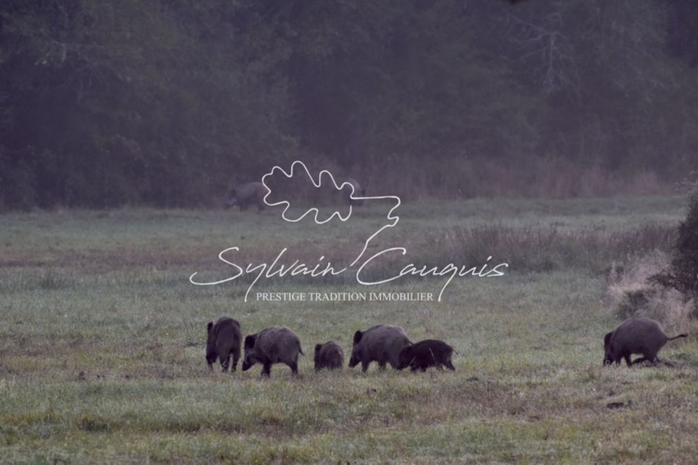 � vendre  Propri�t�/ch�teau Sennely (45240)