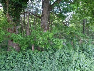  Terrain � vendre 405 m�