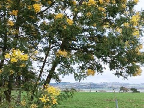   Maison de 73m2 � louer sur Saint-Dolay Maison - 5 pi�ce(s) - 73 m�