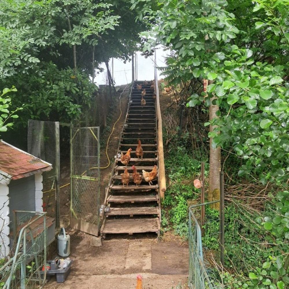 � vendre  Maison Confolens (16500)