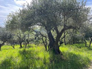  Maison � vendre 3 pi�ces 75 m�