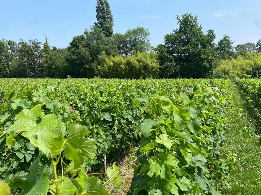 � vendre  Propri�t�/ch�teau Montagne (33570)